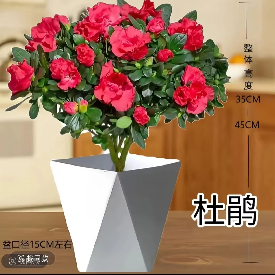 【红杜鹃花带花苞】盆栽独杆老桩带花四季开花庭院阳台好养花卉