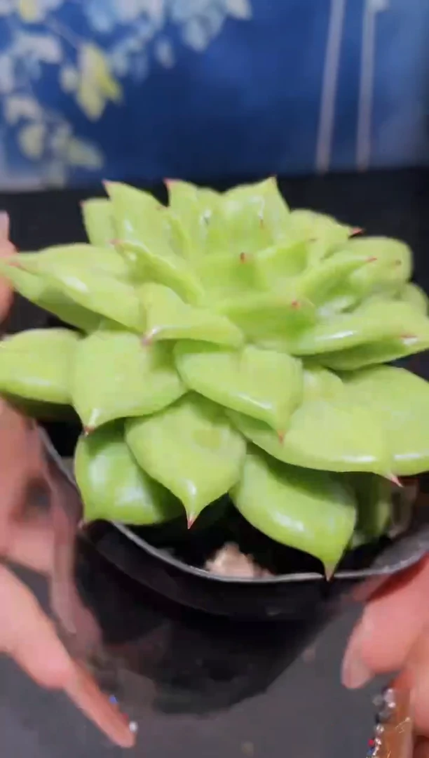 【闪购商品】103蔷薇凸起多肉