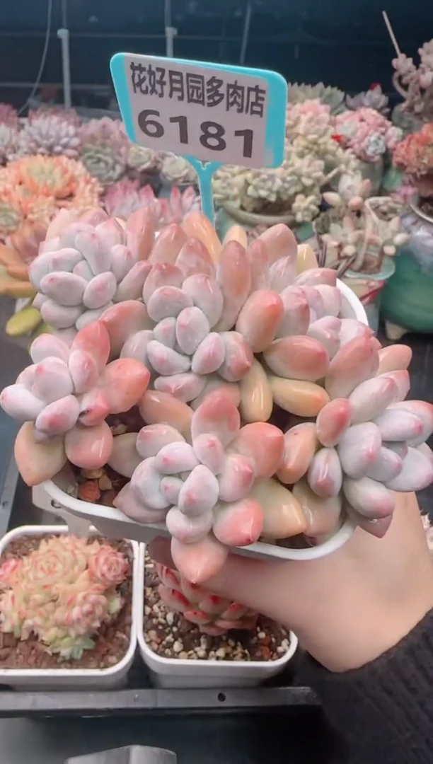 【闪购商品】6181香水