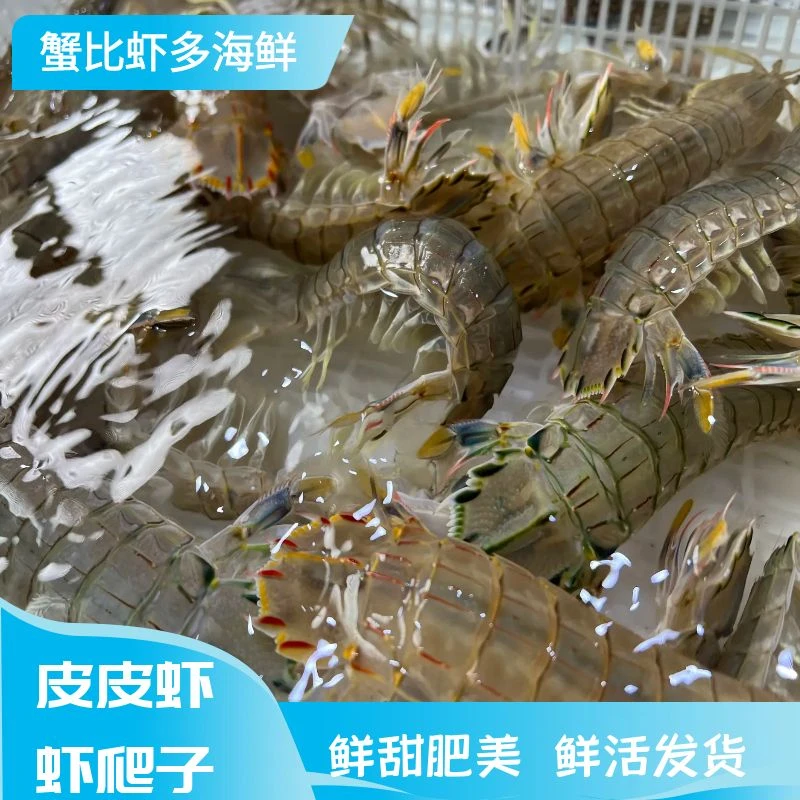 108元 3 斤 渤海湾虾爬子