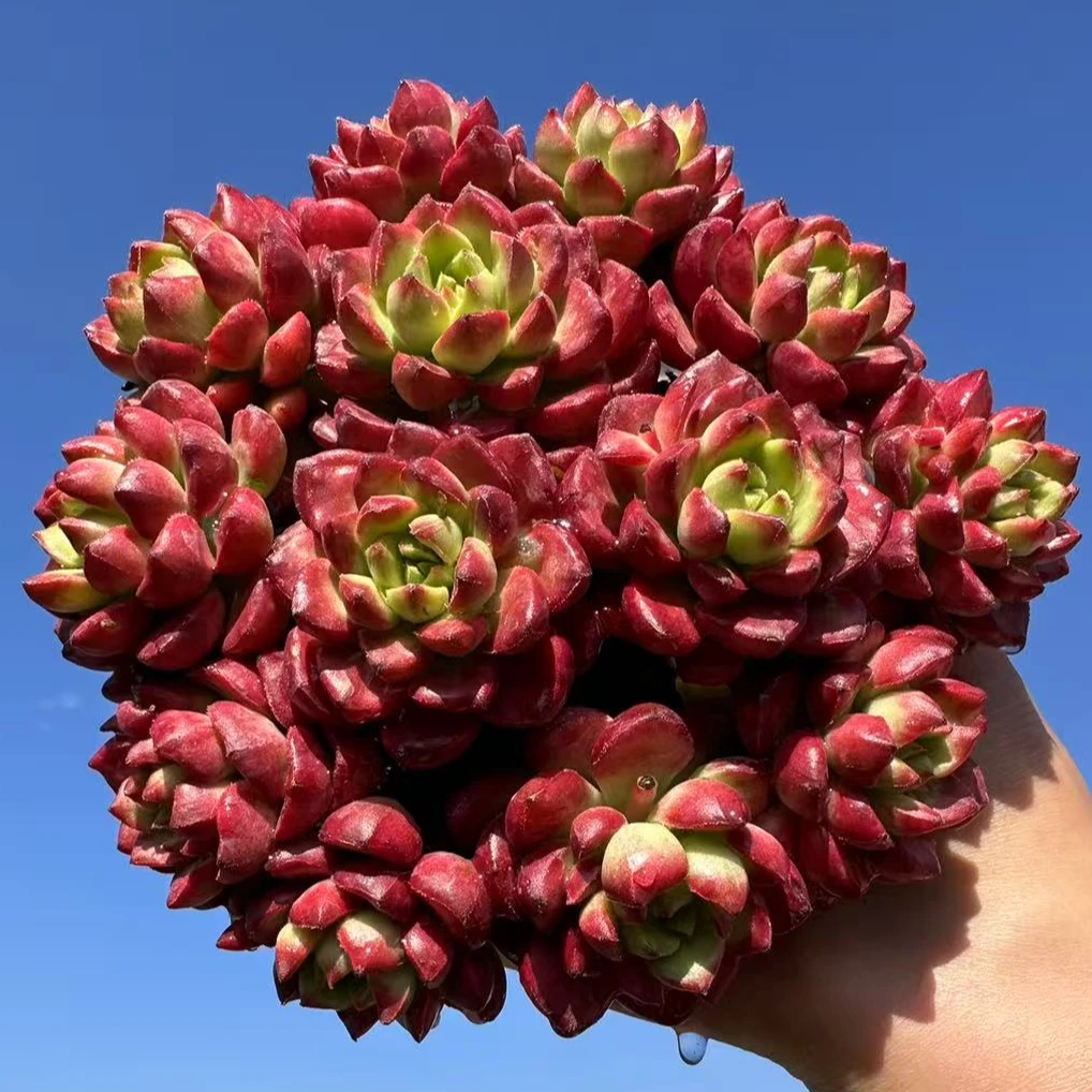 XP爱马仕玫瑰 多肉植物 颜色好看 带盆带土 适合新手耐热