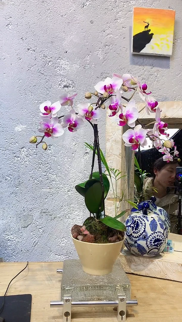 大部分花苞少量开放324小众蝴蝶兰艺术盆景一物一拍