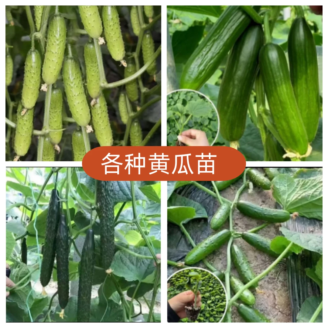 【高产黄瓜】新品黄瓜密刺水果黄瓜阳台庭院地栽盆栽挂果基地直发