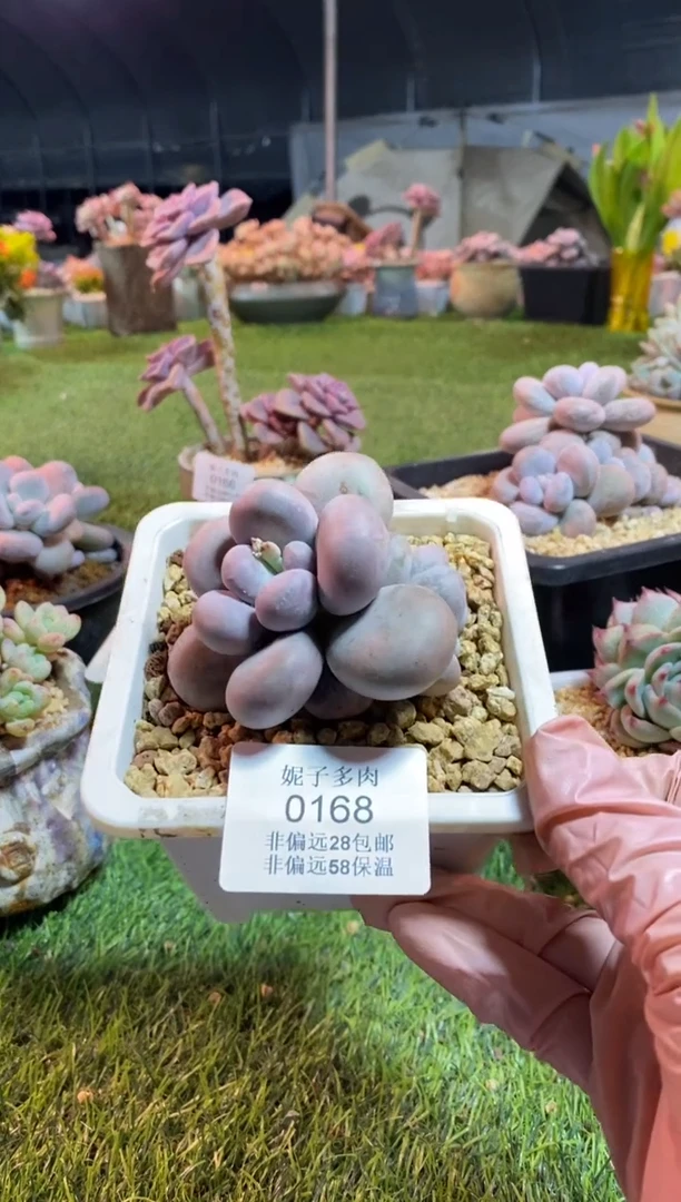 【闪购商品】0168a