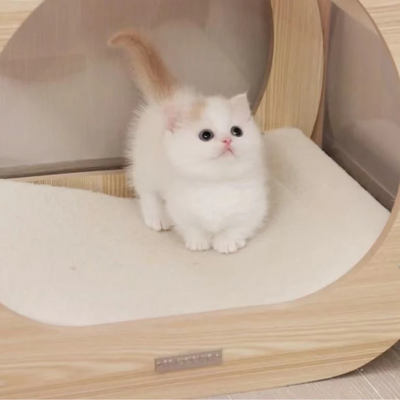 cut名猫宠物猫咪链接