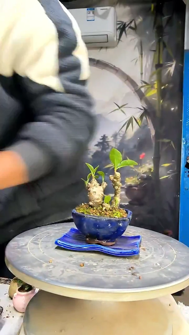 夏*杰中青园艺一物一拍花67