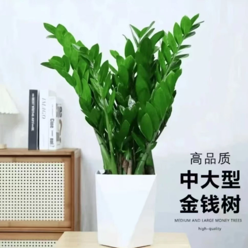 60-70公分金钱树室内客厅办公室净化空气四季常青好养