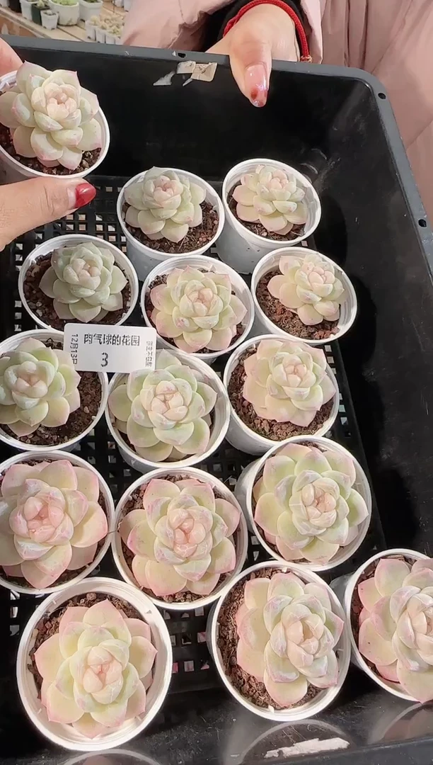 1213-03云璃多肉量拍任意发一颗群生不包整