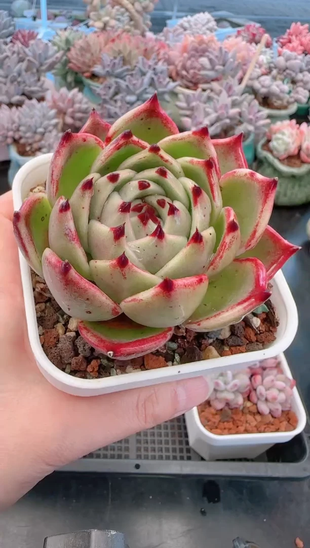 【闪购商品】7857蓝龙