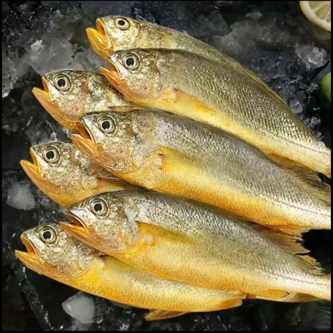 【东海】宁波东海海捕码头直发新鲜黄鱼肉质鲜美营养高顺丰冷链包邮