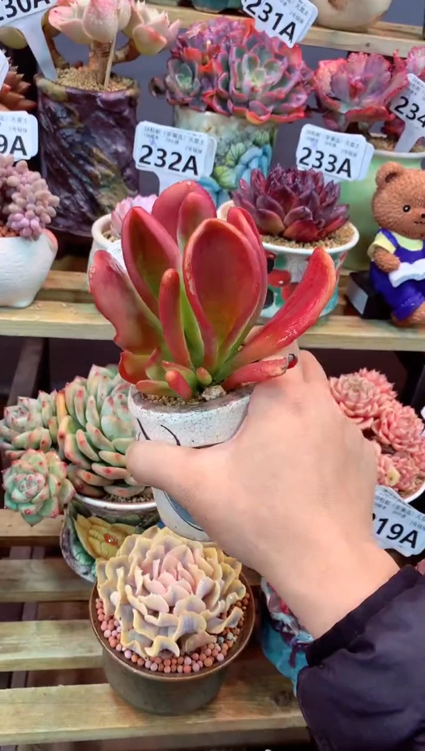 215A（一物一拍，精品多肉，w所见即所得 ）