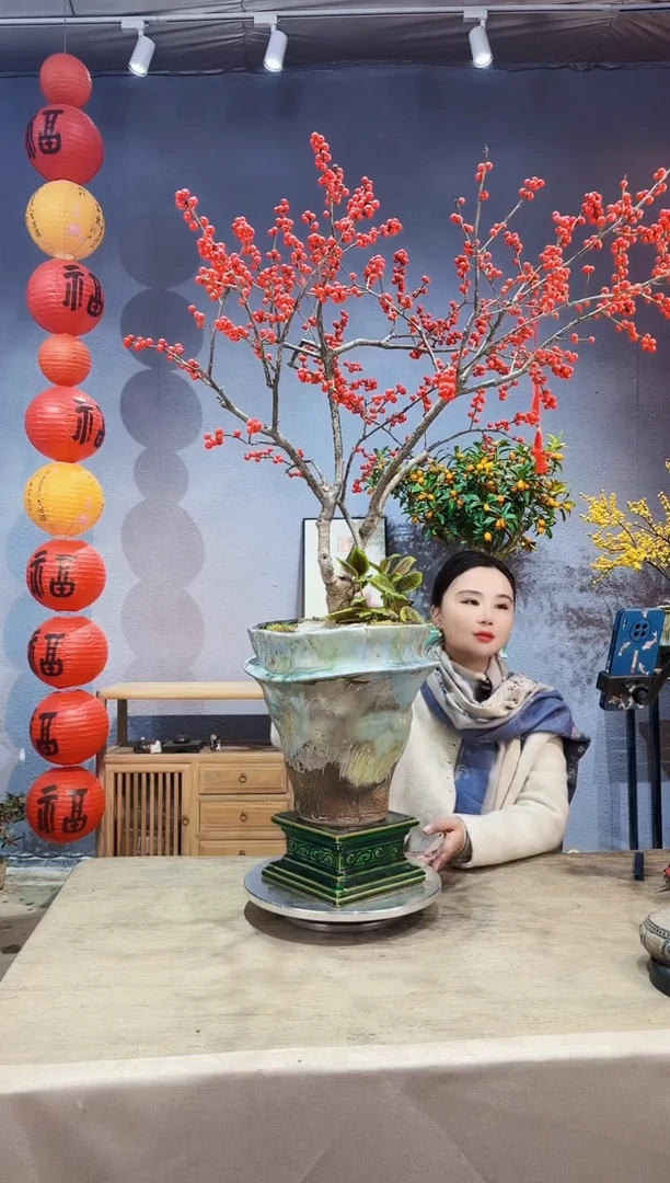 【闪购商品】盆景北美冬青