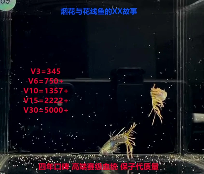 孔雀鱼黑金蕾丝冠尾高端福利2对