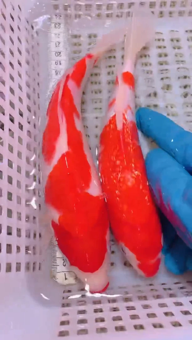 锦鲤冷水观赏鱼全场包邮125