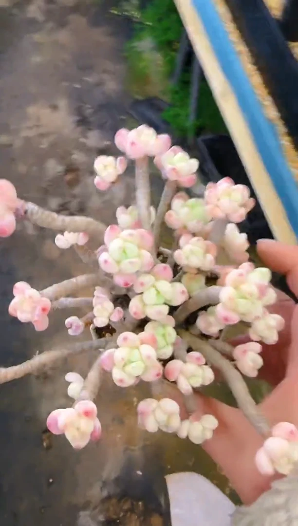 【闪购商品】春—097—仙农（罗琦）