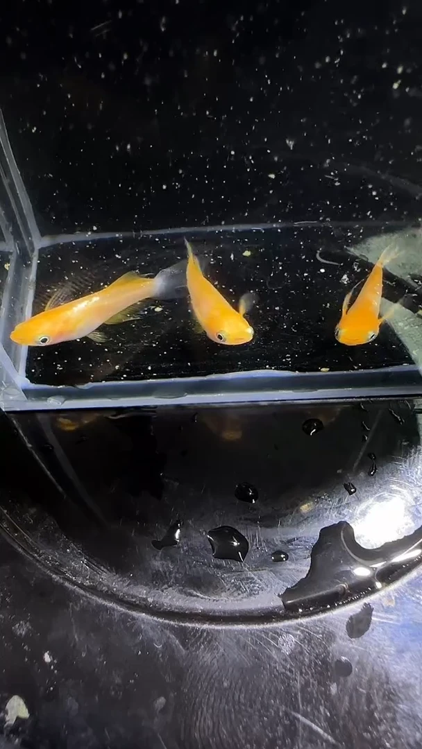 青鳉鱼观背青鳉观背青鳉230