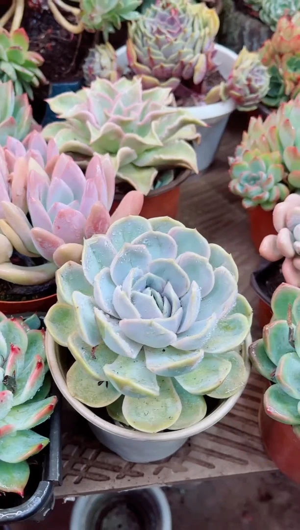 07002多肉植物一物一拍