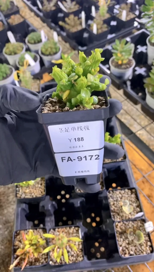 【闪购商品】茎足单线戟FA-9172