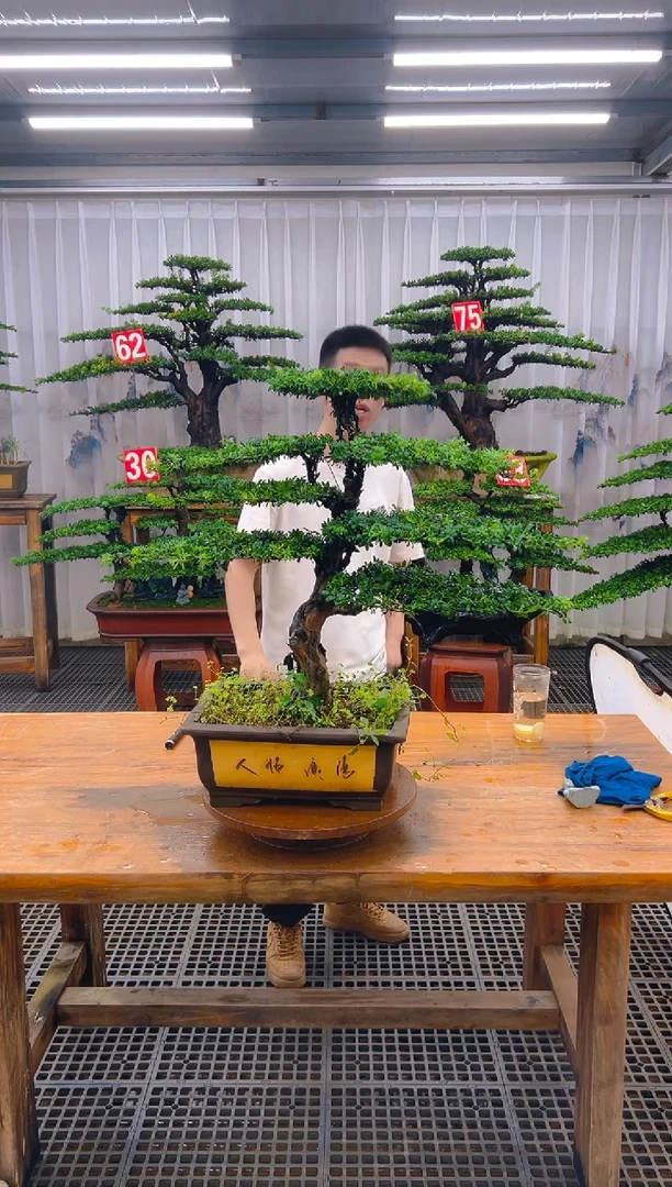 无花朵精品盆景直播间一物一拍