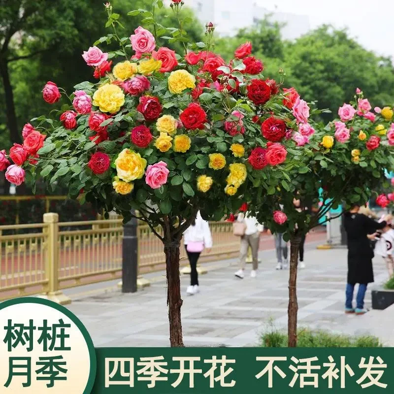 棒棒糖树桩月季花苗特大花朵花卉植物庭院四季开玫瑰带花树状月季