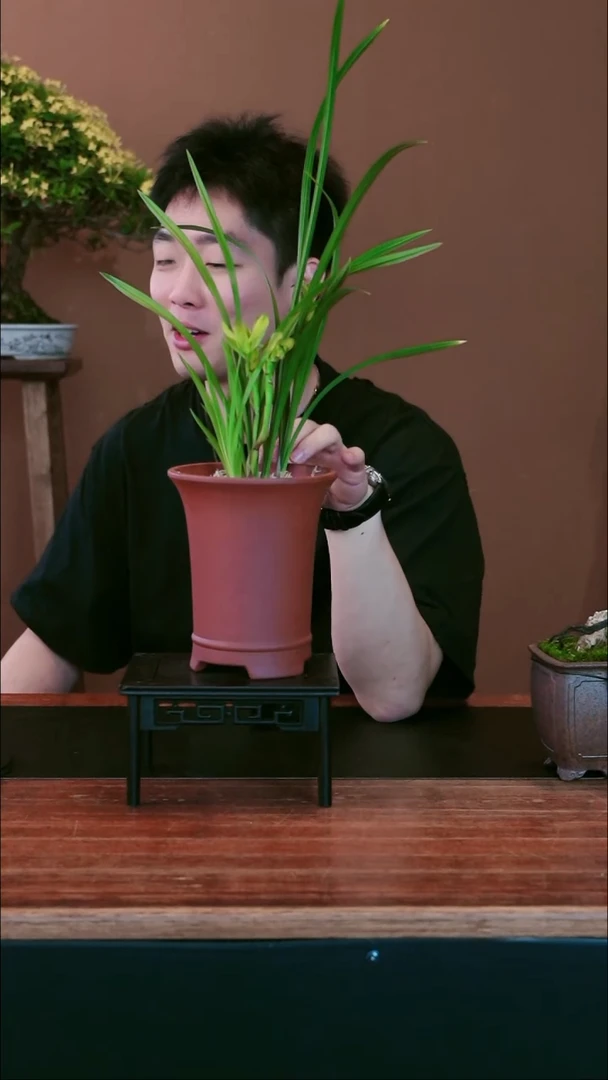 全部花朵绿荷奇盆景盆景