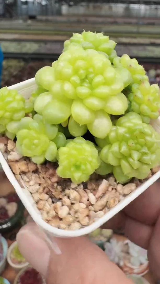 东云多肉园新款-112