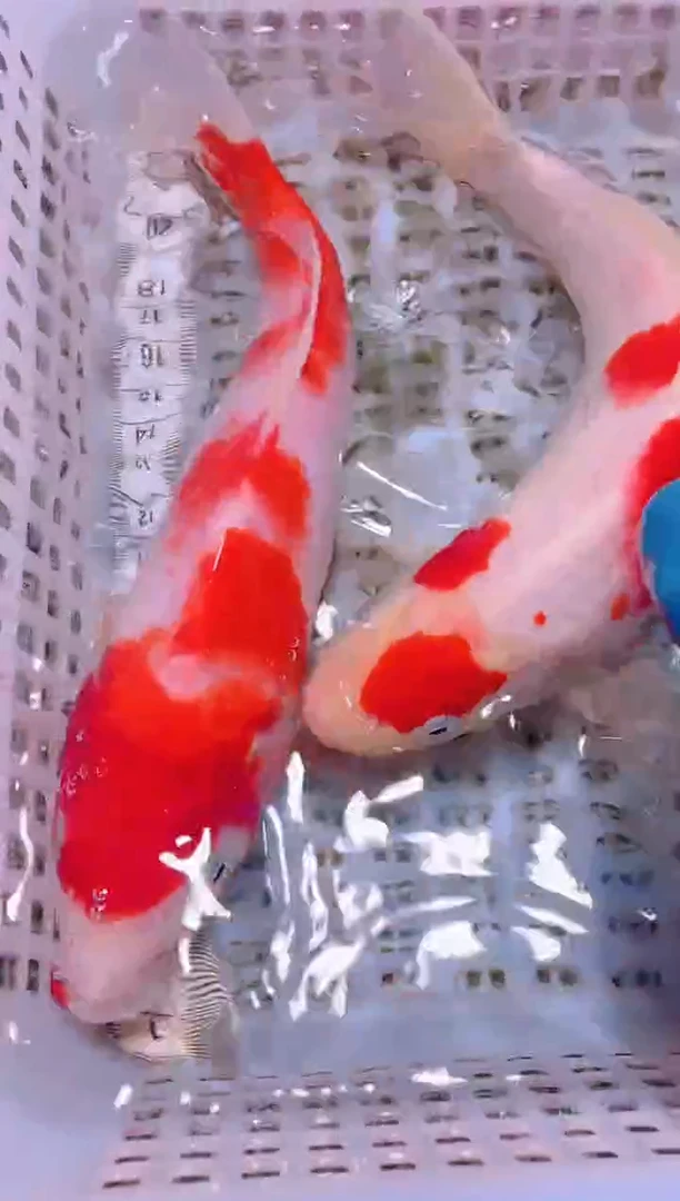 锦鲤冷水观赏鱼全场包邮144
