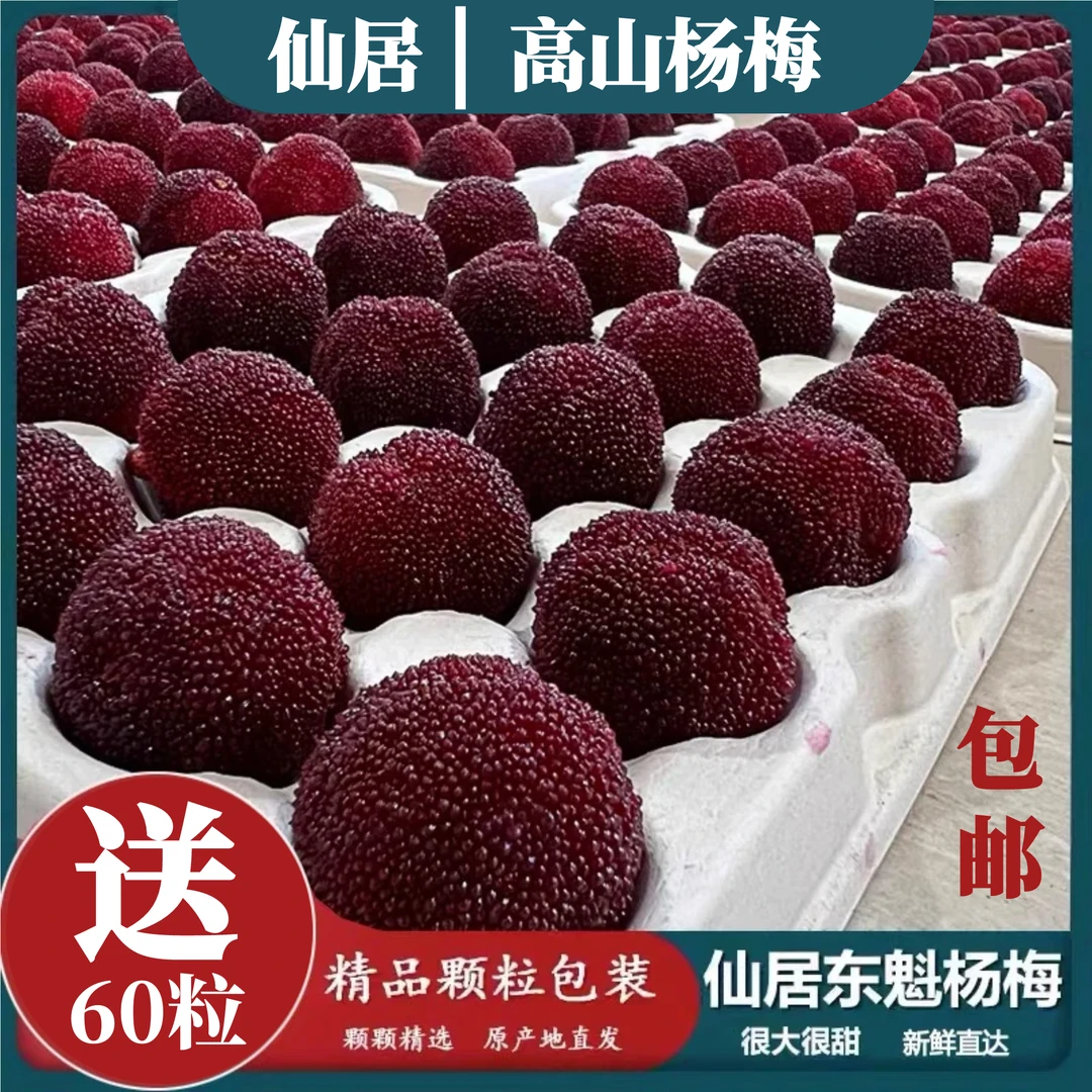 Z【买60颗送60颗】120颗高山仙居东魁杨梅单果20-25克当天采摘当天发货包邮到家坏果包赔浙江省