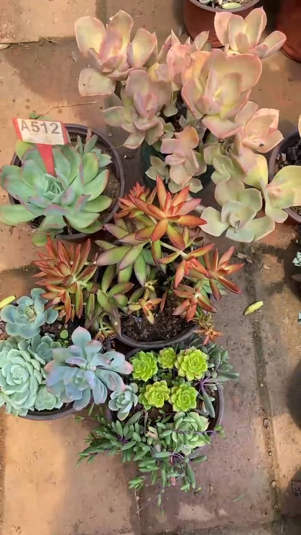 A512闪购清风花木兰多肉组合脱土发货