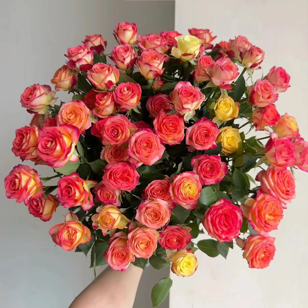 【限量福利】【爱丽丝泡泡10支】云南鲜花 全店任意两件包邮送货上门