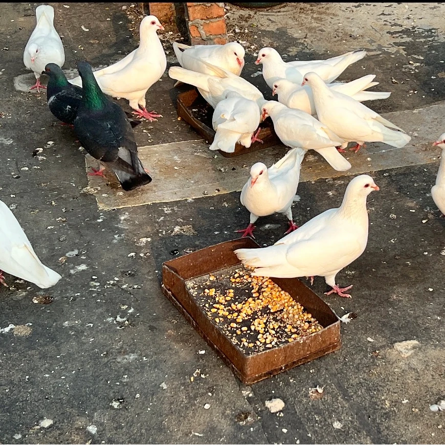 拍3只送3只（到手6只）新鲜现杀现卖土鸽乳鸽 半净膛中鸽