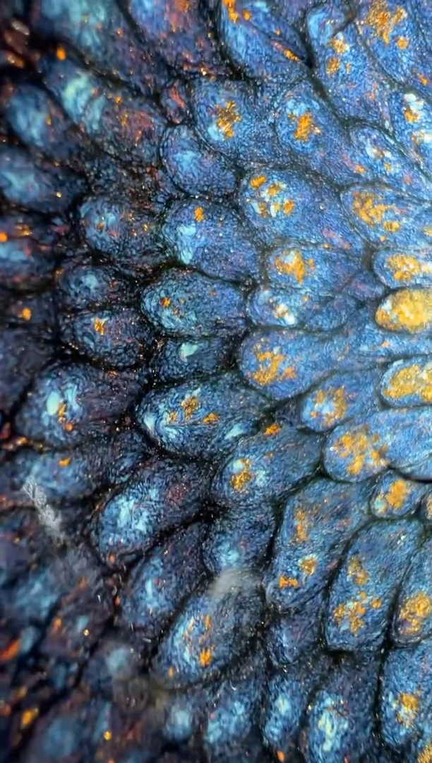 建窑建盏何定欣精品分享27