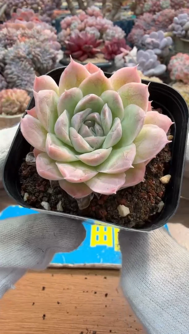 东云多肉园二店-400