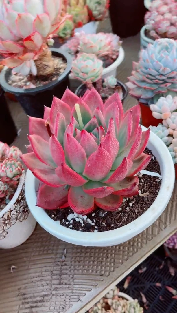 【闪购商品】04126