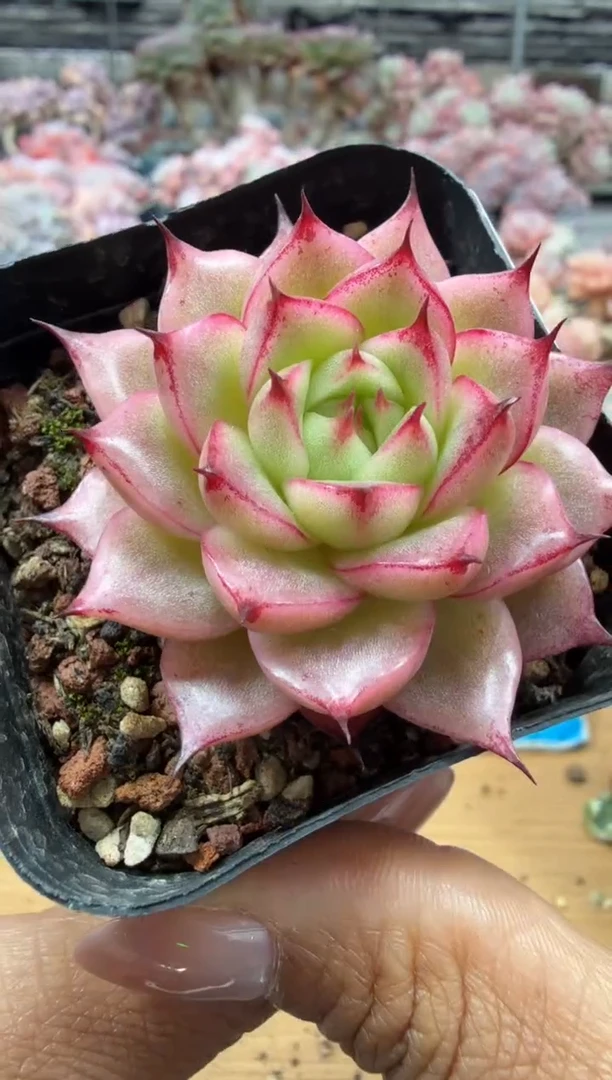 东云多肉园二店-191