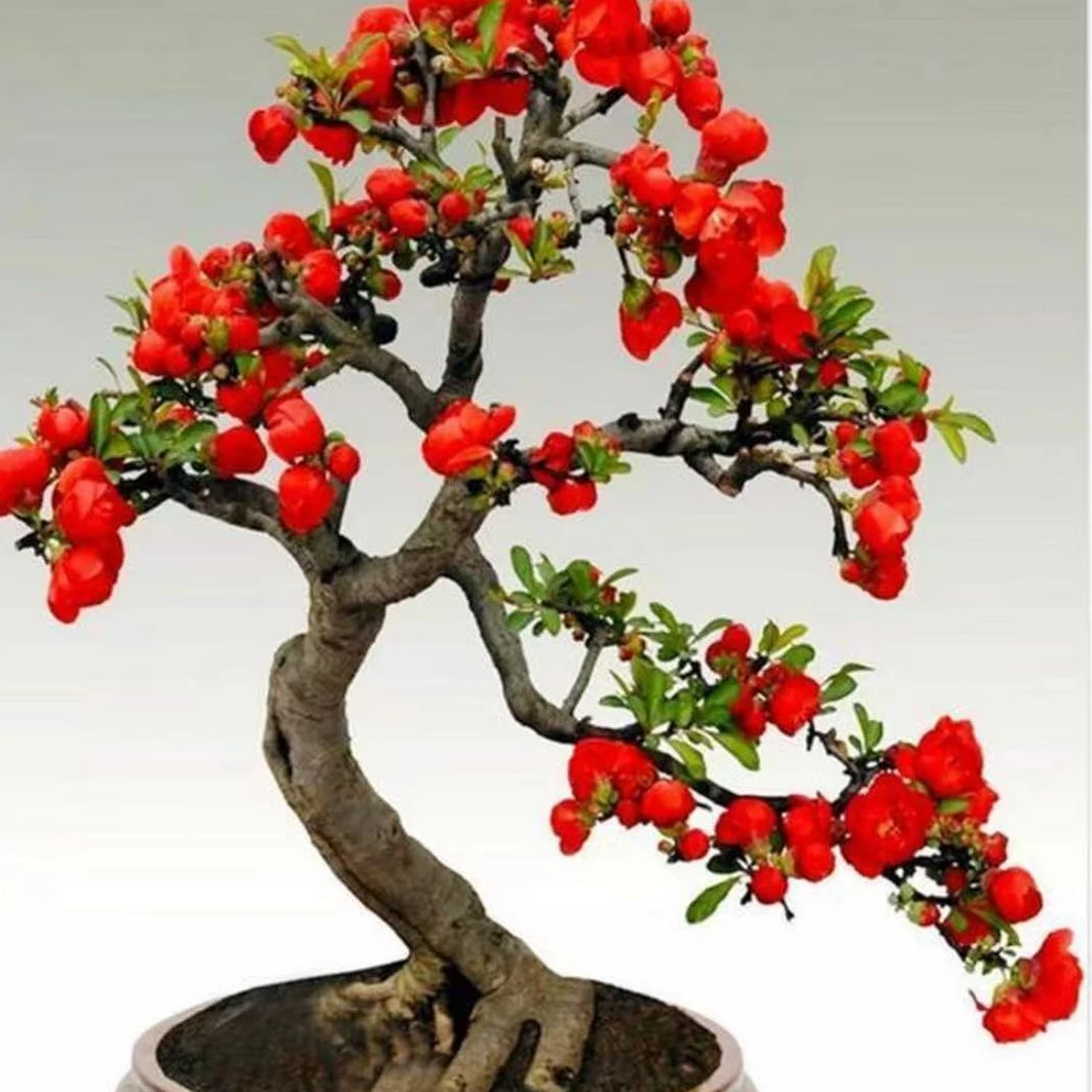 海棠 一物一拍 提根 矮霸 盆景素材