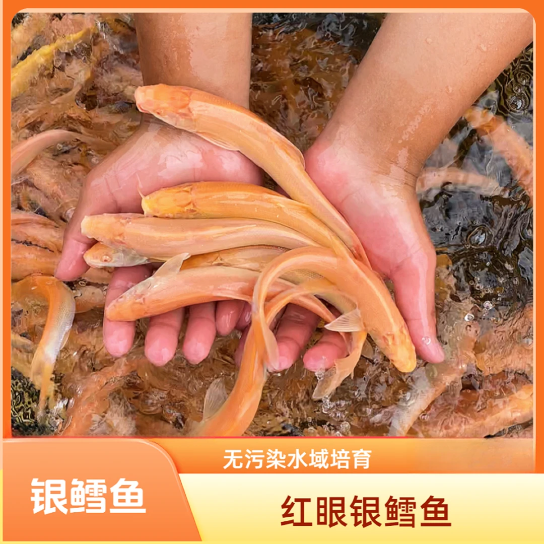 四川 红眼银鳕鱼 淡水养殖