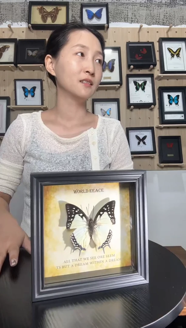 大二尾蛱蝶蝴蝶标本装饰画6寸框