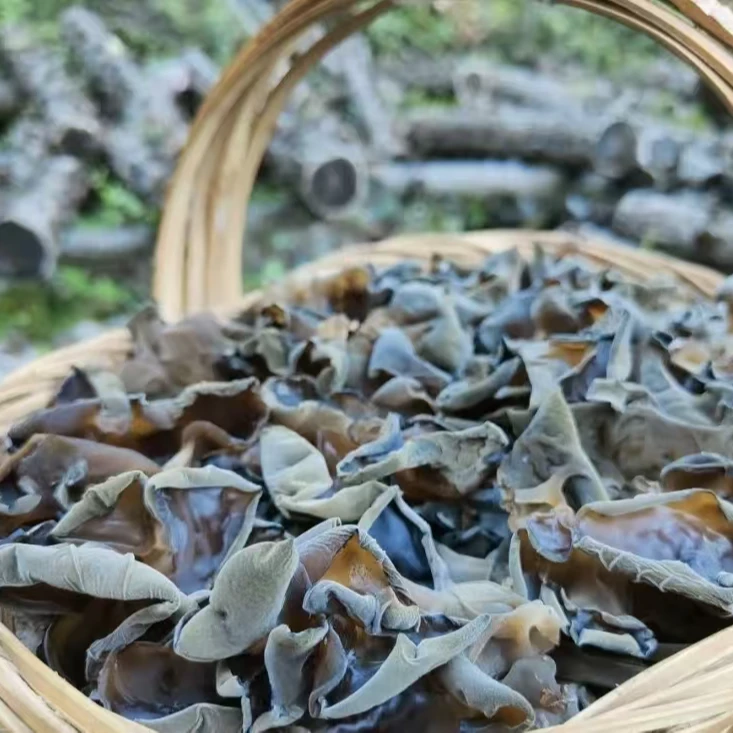 西秦岭甘肃康县深山椴木黑木耳