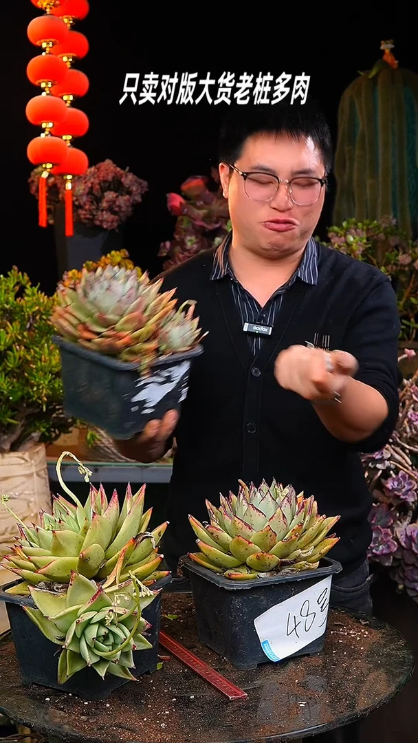 【闪购商品】单头东云量拍