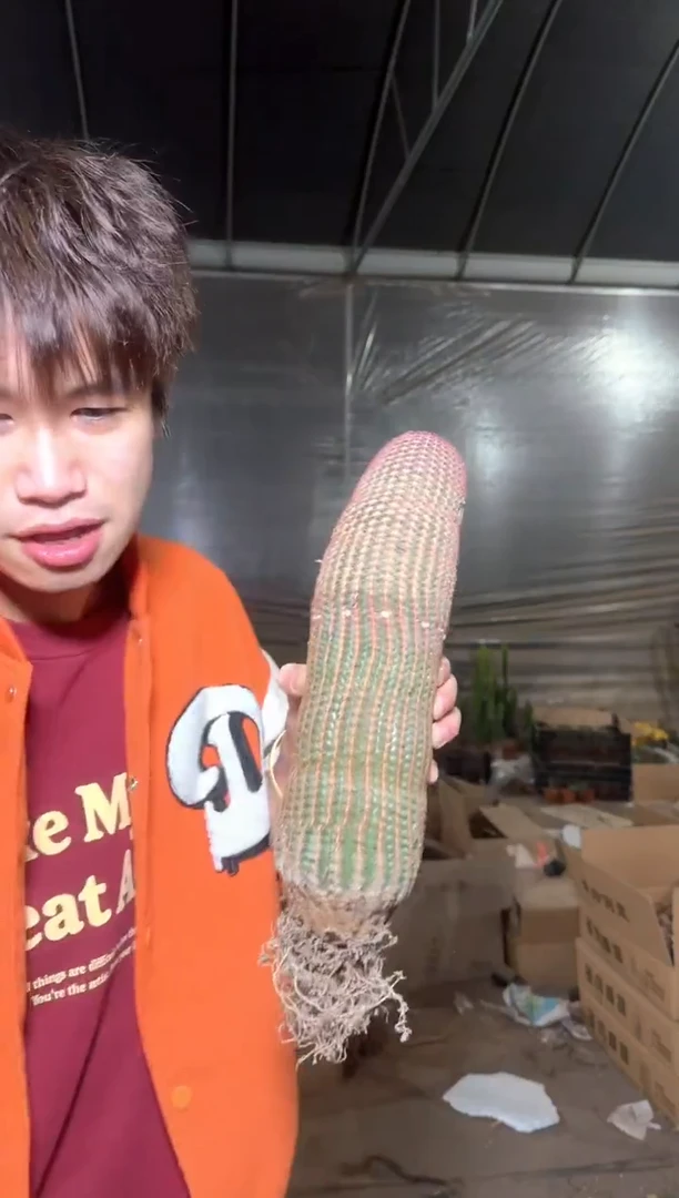 大单头 红太阳【带根】