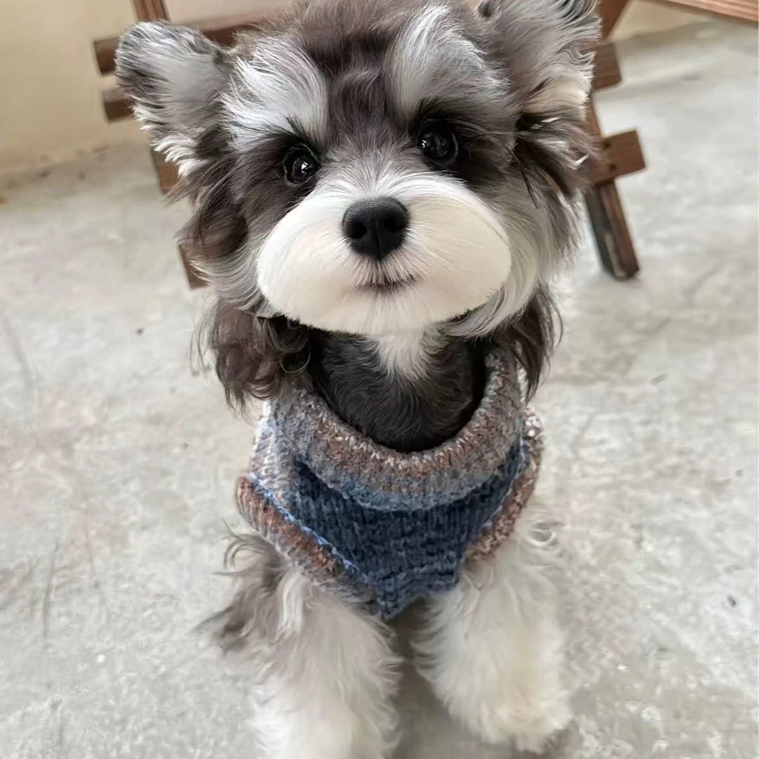 【精灵犬舍1号】雪纳瑞宠物活体狗萌宠小狗犬西高地