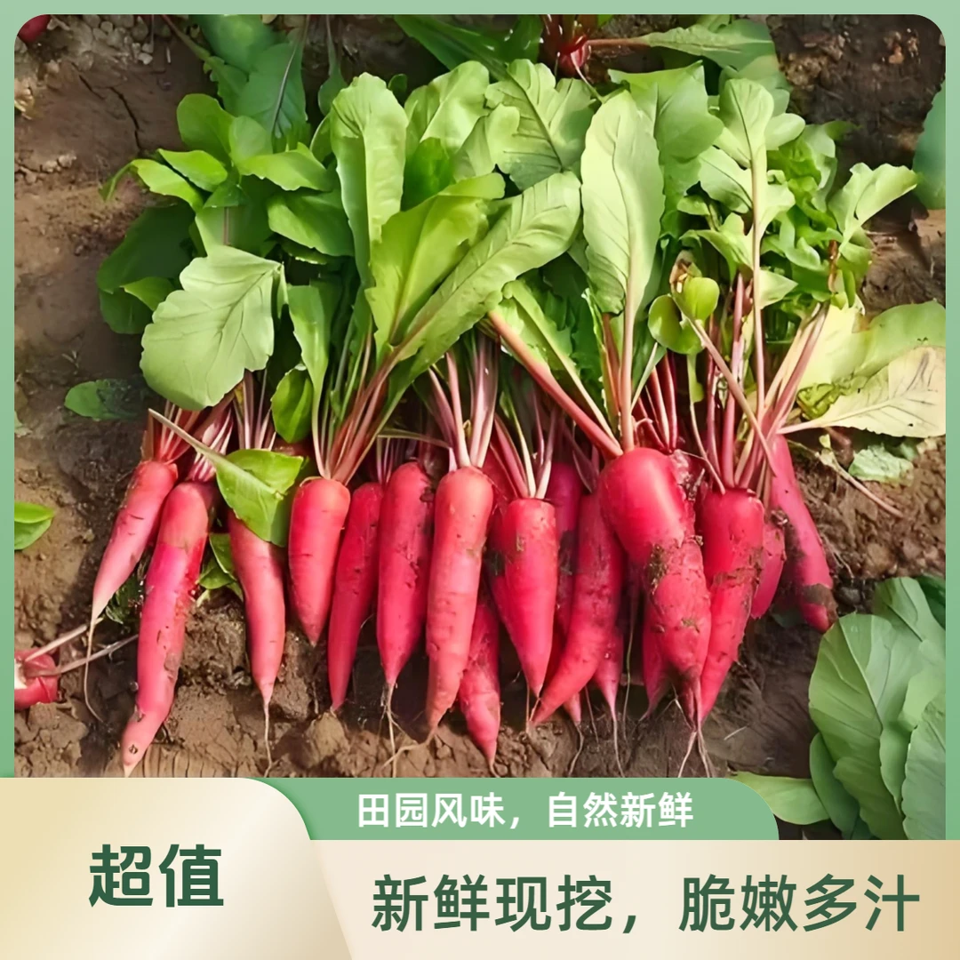 水萝卜750g【新鲜现摘】顺丰快递红皮水萝卜