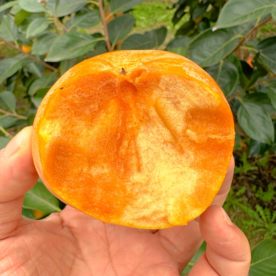 【收到直接吃】正宗阳丰脆柿子巧克力糖心脆甜柿子新鲜现摘当季水果