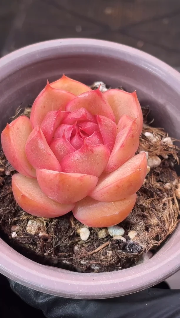 11-1 太阳珍妮3-4厘米 量拍发一颗