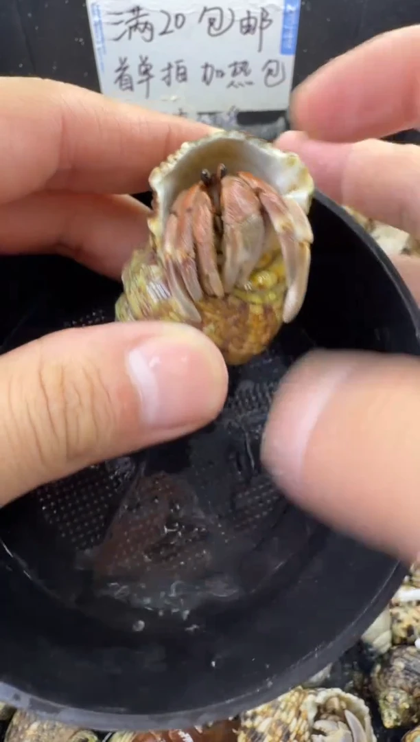 两口左右彩灰一只，不包全品