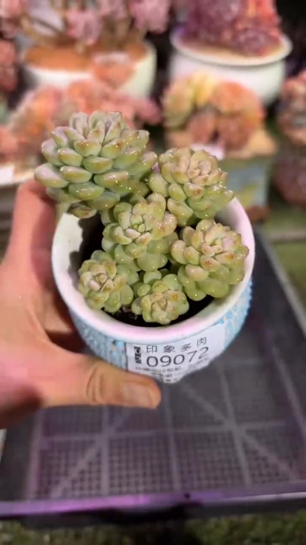 【闪购商品】09072脱土带盆