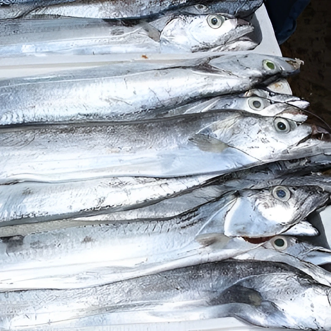 大连钓带【刀鱼】精品渤海湾深海带鱼，年货，送礼！