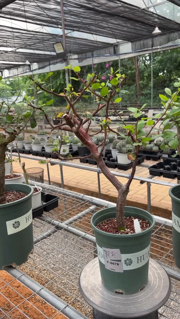 扦插埃皮娜F-6679