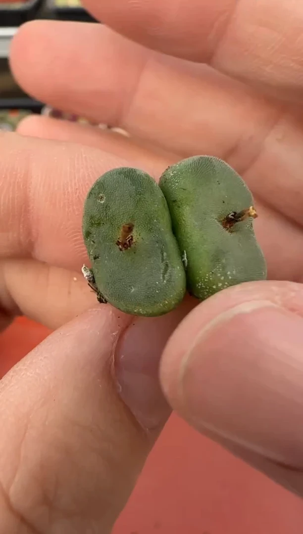 【闪购商品】13-3.